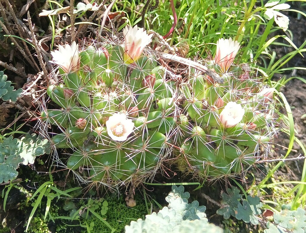 Mammillaria mathildae, Mexico