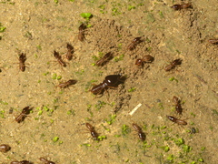 Macrotermes amplus