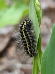 Zygaena lonicerae
