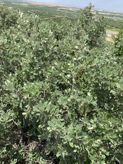 Quercus mohriana