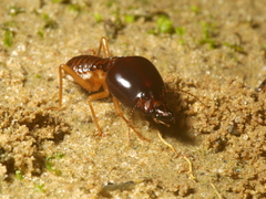 Macrotermes amplus