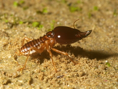 Macrotermes amplus