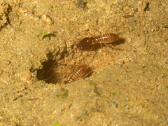Macrotermes amplus
