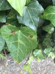 Xanthomonas campestris hederae