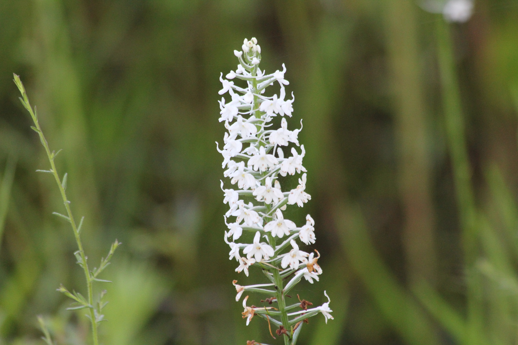 Platanthera nivea