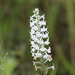 Platanthera nivea - Photo (c) Andy Newman,  זכויות יוצרים חלקיות (CC BY-NC), uploaded by Andy Newman