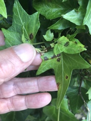 Xanthomonas campestris hederae