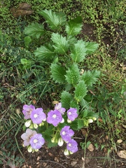 Phacelia grandiflora
