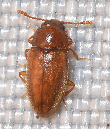 Cryptophilus integer, 2024-07-15