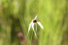 Rhynchospora latifolia
