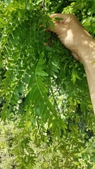 Gleditsia triacanthos inermis