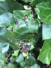 Xanthomonas campestris hederae