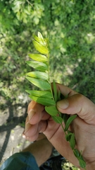 Gleditsia triacanthos inermis