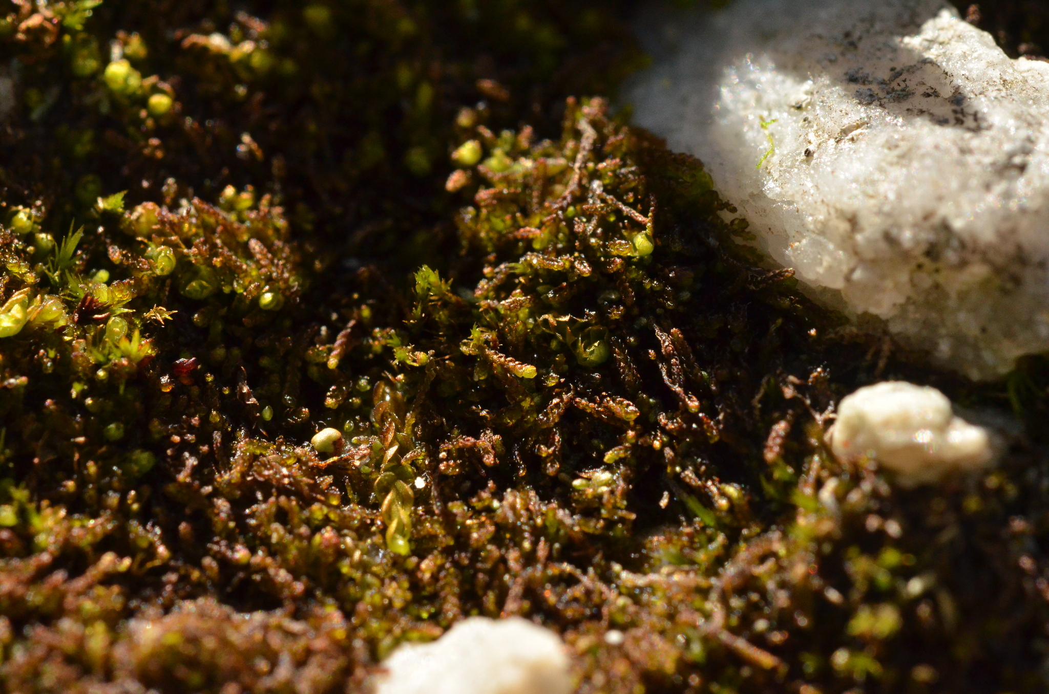 Cephalozia ambigua