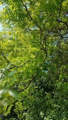 Gleditsia triacanthos inermis