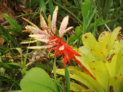 Aechmea tessmannii