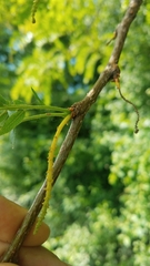 Gleditsia triacanthos inermis