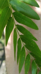 Gleditsia triacanthos inermis