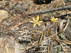 Triteleia ixioides anilina