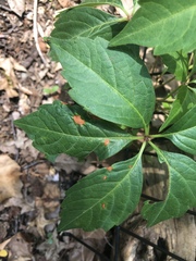 Phyllosticta quinquefoliae