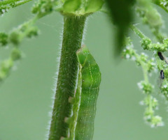 Orthosia gothica