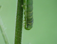 Orthosia gothica