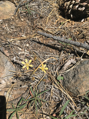 Triteleia ixioides anilina