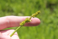 Carex stipata