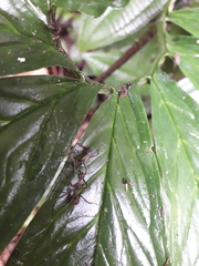Dolichoderus attelaboides