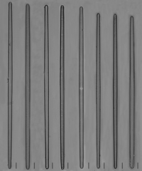 Ulnaria ulna subaequalis