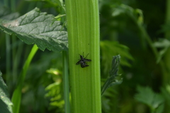 Platystoma seminationis