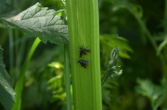 Platystoma seminationis