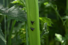 Platystoma seminationis