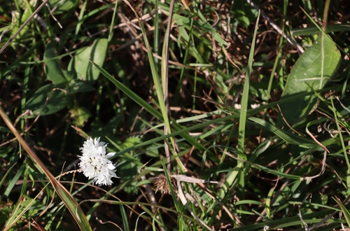 Cephalaria oblongifolia (Cephalaria oblongifolia)