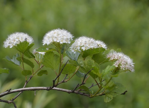 Putinalapis pūslenis nuotrauka