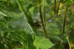 Agelena labyrinthica