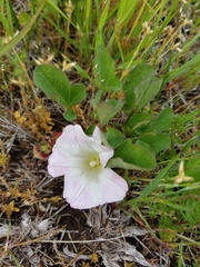 Calystegia atriplicifolia