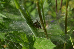 Agelena labyrinthica