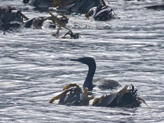 Phalacrocorax neglectus