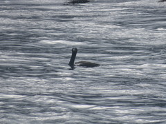 Phalacrocorax neglectus
