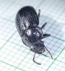 Nalassus dermestoides