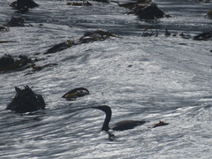 Phalacrocorax neglectus