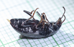 Nalassus dermestoides