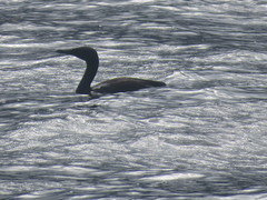 Phalacrocorax neglectus
