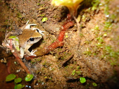 Chimbo Frog photo 4