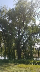 Salix × sepulcralis