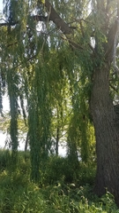 Salix × sepulcralis