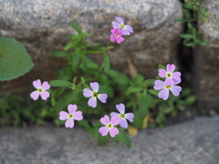 Malcolmia maritima