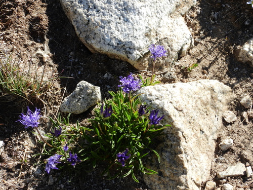 Foto de Raponzolina