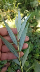 Salix × sepulcralis